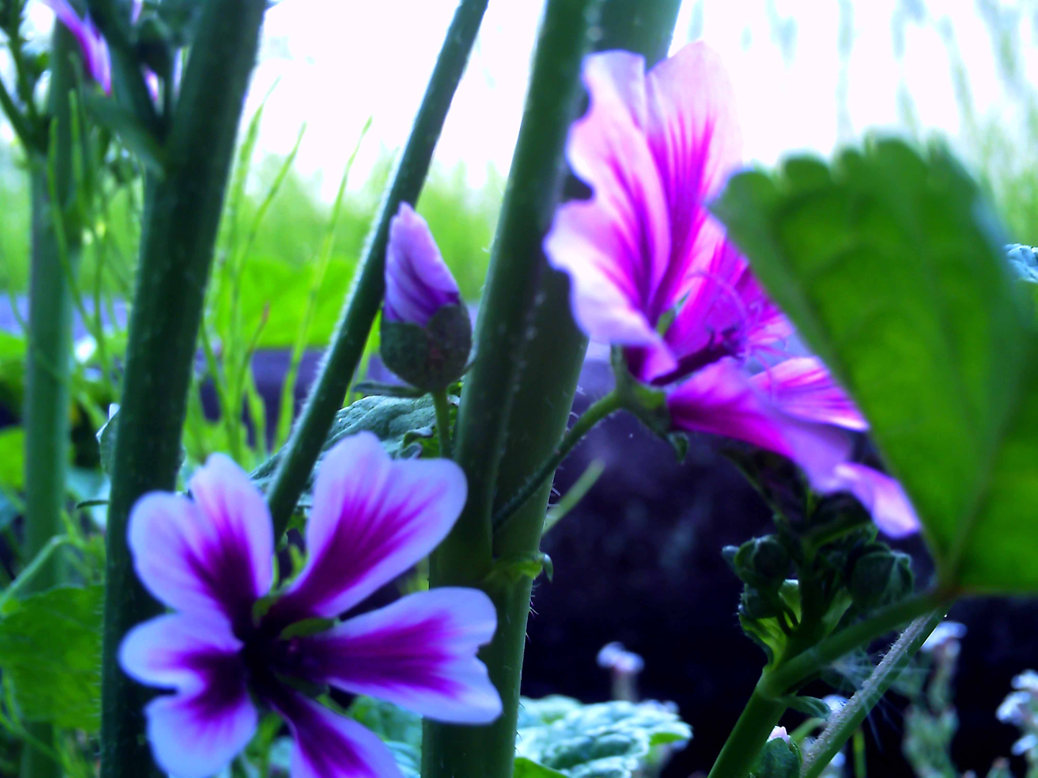 道端の紫の花の写真 Studio Tikitoesフリー写真素材集part1