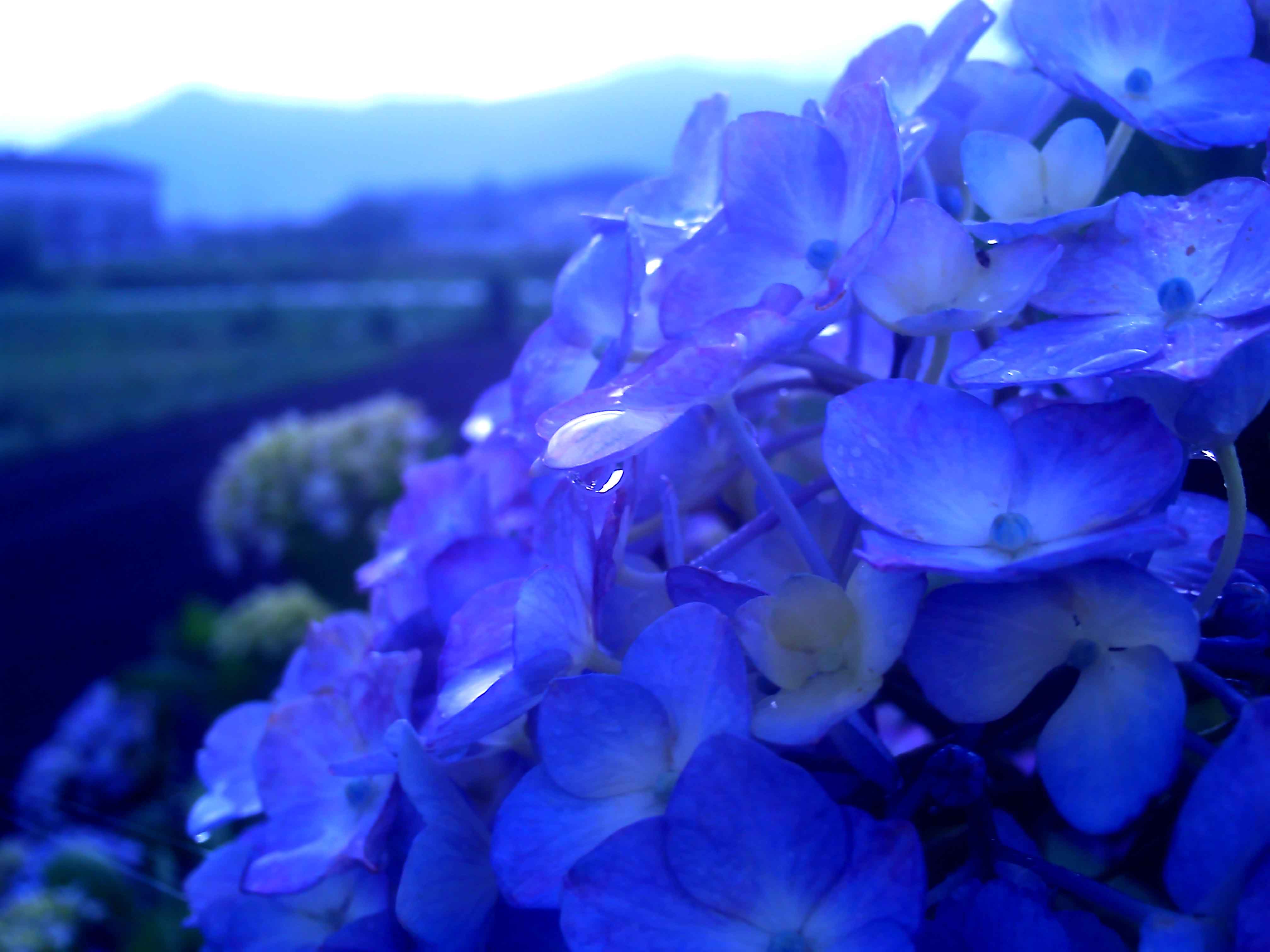 10 6 21 雨上がりの紫陽花の写真 雨上がりの紫陽花の写真 Studio Tikitoesフリー写真素材集part1